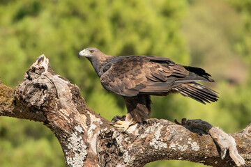 águila real posada en un tronco seco con musgo y al fondo un pinar verde (Aquila chrysaetos) Adamuz Córdoba Andalucía España	
