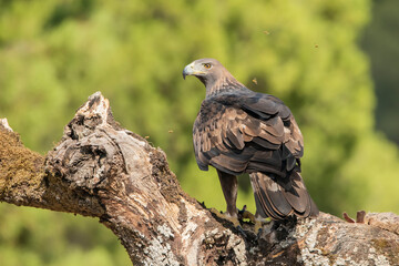 águila real posada en un viejo tronco con musgo (Aquila chrysaetos) Adamuz Córdoba Andalucía España	
