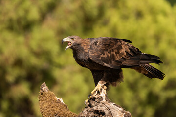 águila real  (Aquila chrysaetos)