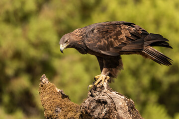 águila real posada en un viejo tronco con musgo (Aquila chrysaetos)  Adamuz Córdoba Andalucía España	