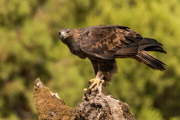 águila real en su posadero de perfil mirando a la cámara  (Aquila chrysaetos) Adamuz Córdoba Andalucía España	