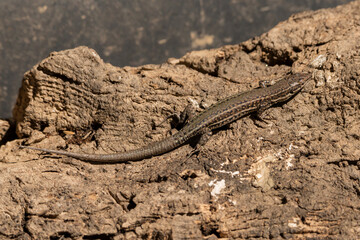  lagartija ibérica reptando sobre un tronco de encina (Podarcis hispanicus)