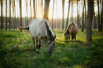 Polish Horses © MNisztuk