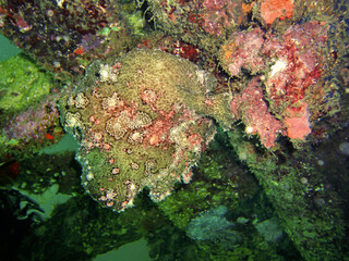 Frogfish (Antennarius) in the filipino sea April 30, 2009