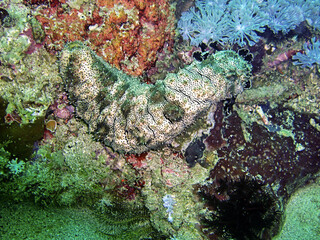 Sea Cucumber in the filipino sea January 5, 2012