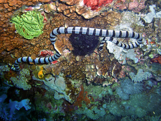 Banded Sea Krait (Laticauda Colubrina) in the filipino sea April 30, 2009