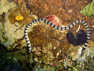 Banded Sea Krait (Laticauda Colubrina) in the filipino sea April 30, 2009