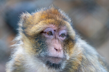 Äffchen Portrait