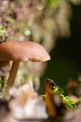 Big mushrooms in a forest found on mushrooming tour in autumn with brown foliage in backlight on the ground in mushroom season as delicious but possibly poisonous and dangerous forest fruit