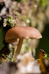Big mushrooms in a forest found on mushrooming tour in autumn with brown foliage in backlight on the ground in mushroom season as delicious but possibly poisonous and dangerous forest fruit