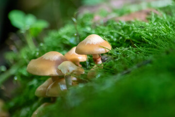 Big mushrooms in a forest found on mushrooming tour in autumn with brown foliage in backlight on the ground in mushroom season as delicious but possibly poisonous and dangerous forest fruit