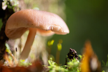 Big mushrooms in a forest found on mushrooming tour in autumn with brown foliage in backlight on the ground in mushroom season as delicious but possibly poisonous and dangerous forest fruit