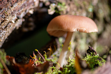 Big mushrooms in a forest found on mushrooming tour in autumn with brown foliage in backlight on the ground in mushroom season as delicious but possibly poisonous and dangerous forest fruit
