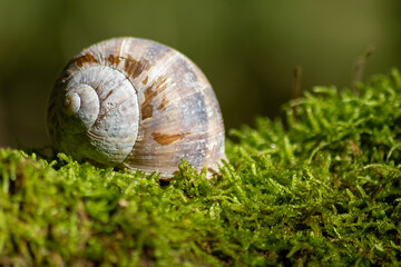 Encapsulated large garden snail, escargot or grapevine snail as mollusc and gastropod uses slime to defend against great heat in summer and hides in its shell in the garden as natural delicious food