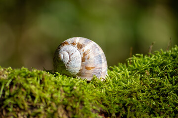 Encapsulated large garden snail, escargot or grapevine snail as mollusc and gastropod uses slime to defend against great heat in summer and hides in its shell in the garden as natural delicious food