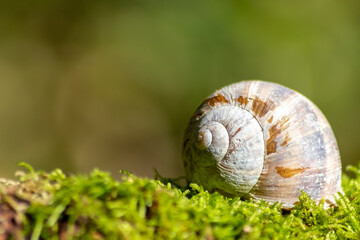 Encapsulated large garden snail, escargot or grapevine snail as mollusc and gastropod uses slime to defend against great heat in summer and hides in its shell in the garden as natural delicious food