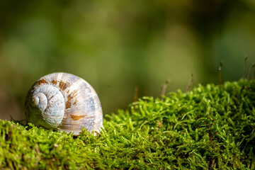 Encapsulated large garden snail, escargot or grapevine snail as mollusc and gastropod uses slime to defend against great heat in summer and hides in its shell in the garden as natural delicious food