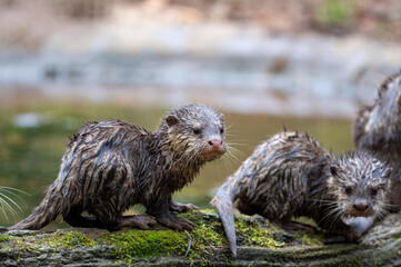 Otter Nachwuchs