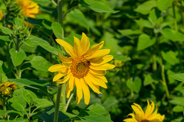 The sunflower is an amazing flower that always looks towards the sun.