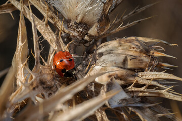 Ladybug in its natural environment.