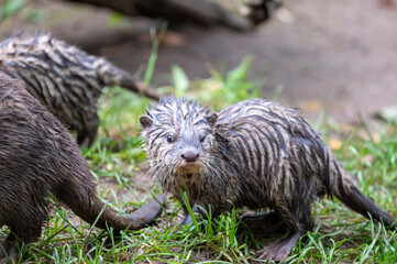Otter Nachwuchs