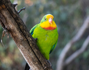 The superb parrot (Polytelis swainsonii), also known as Barraband's parrot, Barraband's parakeet, or green leek parrot