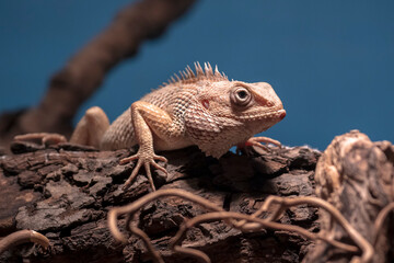 oriental garden lizard, eastern garden lizard, bloodsucker or changeable lizard, Calotes versicolor,