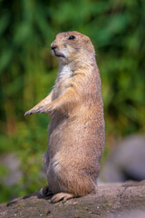 Black-tailed prairie dog Cynomys ludovicianus eating vegtables