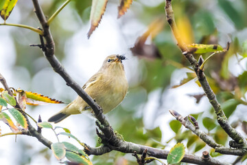 Obraz premium Common chiffchaff bird Phylloscopus collybita