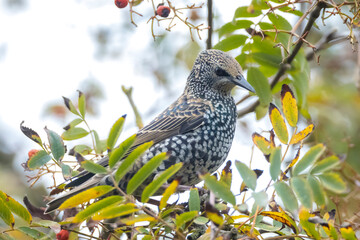 Common starling bird Sturnus vulgaris eating berries fruit