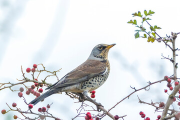 Fieldfare, Turdus pilaris, eating berries