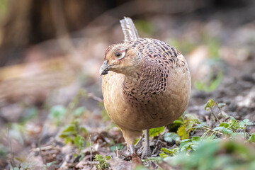Pheasant female Phasianus colchicus scavenging in a dark forest