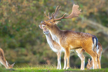 Fallow deer stag rut during Autumn season.