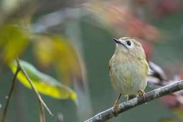 Goldcrest bird, Regulus regulus, foraging through branches of trees and bush