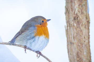 European robin bird Erithacus rubecula foraging in snow, cold Winter setting.
