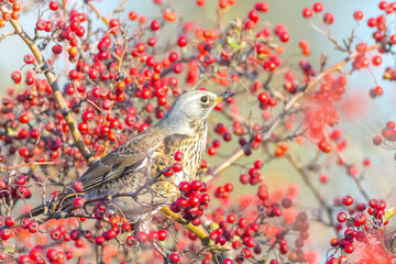 Fieldfare bird, Turdus pilaris, eating berries