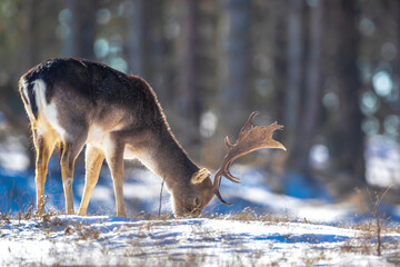 Naklejka premium Fallow deer stag Dama Dama foraging in Winter forest snow