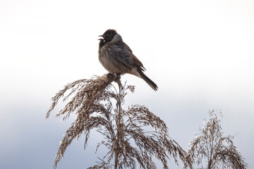 Singing common reed bunting, Emberiza schoeniclus, bird in the reeds on a windy day