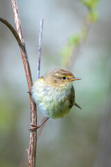 Common chiffchaff bird Phylloscopus collybita