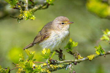 Common chiffchaff bird Phylloscopus collybita