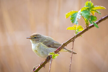 Obraz premium Common chiffchaff bird Phylloscopus collybita