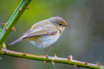 Willow warbler bird, Phylloscopus trochilus, perched.