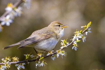 Willow warbler bird, Phylloscopus trochilus, perched.