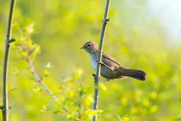 Cetti's warbler, cettia cetti, bird singing and perched
