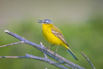 Closeup of a male western yellow wagtail bird Motacilla flava singing