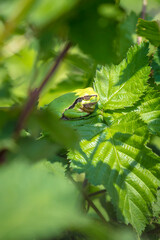 Closeup of a small European tree frog Hyla arborea or Rana arborea heating up in the sun.