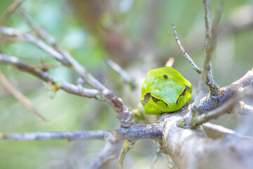 Closeup of a small European tree frog Hyla arborea or Rana arborea heating up in the sun.