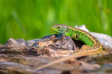 Sand lizard, Lacerta agilis, green male
