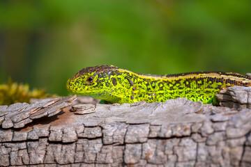 Sand lizard, Lacerta agilis, green male