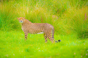 Closeup of a cheetah Acinonyx jubatus big cat